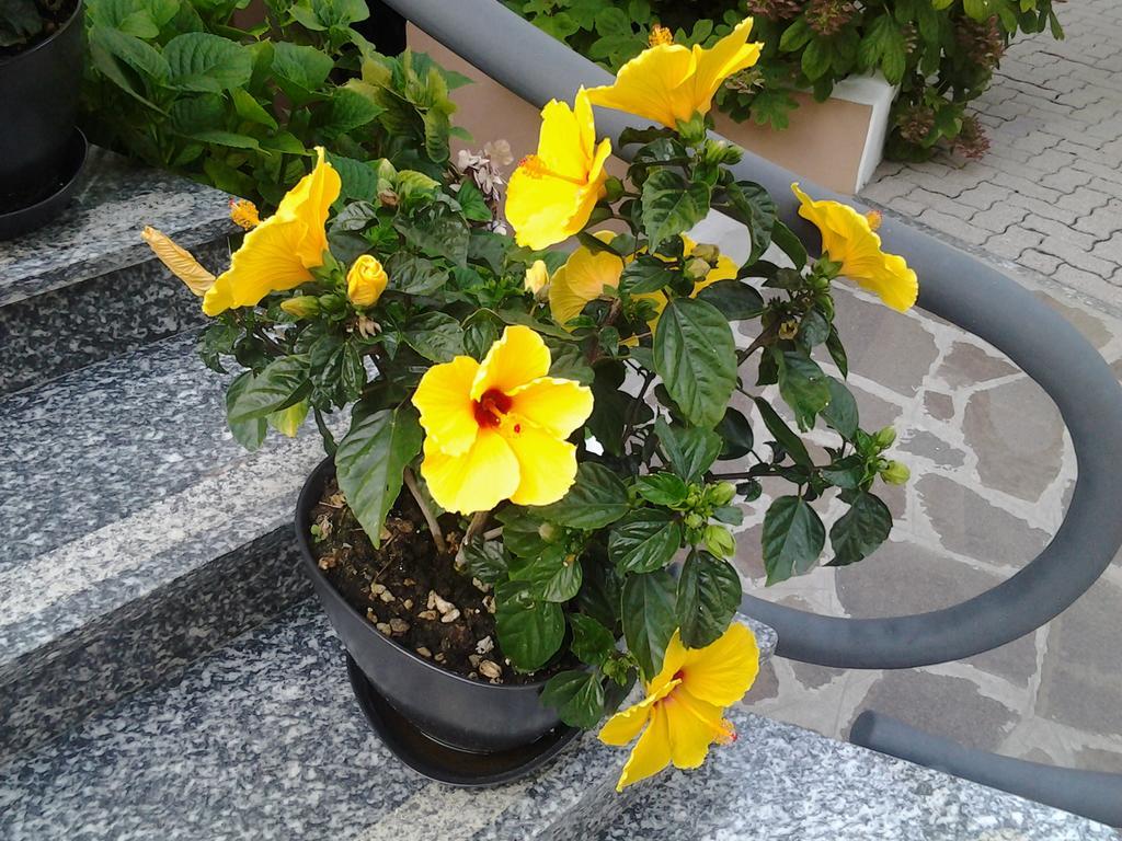 Hotel Escorial 체르비아 외부 사진